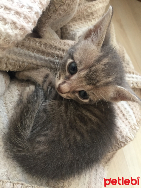 Tekir Kedi, Kedi  Dino fotoğrafı