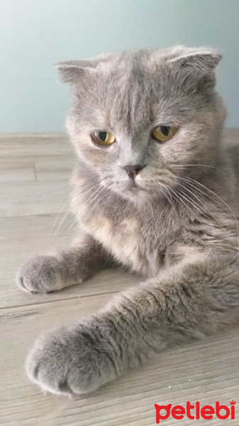 Scottish Fold, Kedi  Opia fotoğrafı