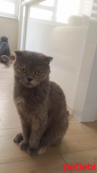 Scottish Fold, Kedi  Opia fotoğrafı