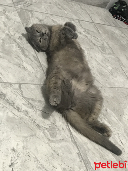 Scottish Fold, Kedi  Opia fotoğrafı