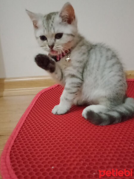 British Shorthair, Kedi  Latte fotoğrafı