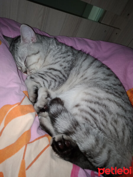 British Shorthair, Kedi  Latte fotoğrafı