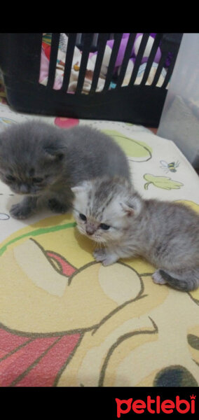 British Shorthair, Kedi  Latte fotoğrafı