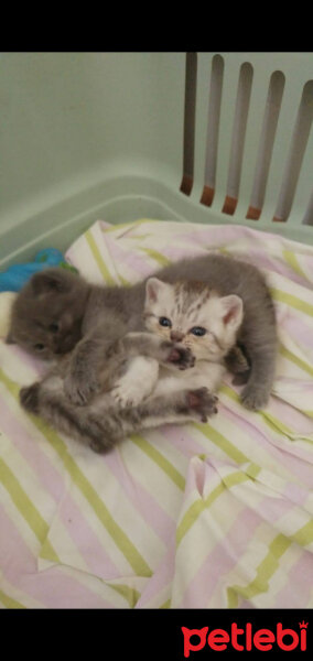 British Shorthair, Kedi  Latte fotoğrafı