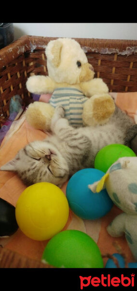 British Shorthair, Kedi  Latte fotoğrafı