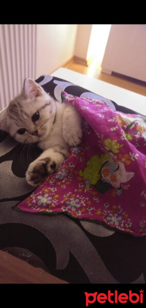 British Shorthair, Kedi  Latte fotoğrafı