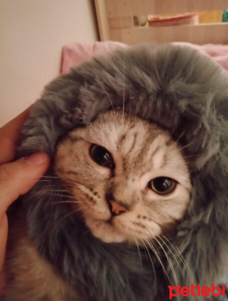 British Shorthair, Kedi  Latte fotoğrafı