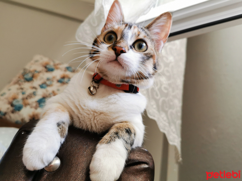 Tekir Kedi, Kedi  Ceku fotoğrafı