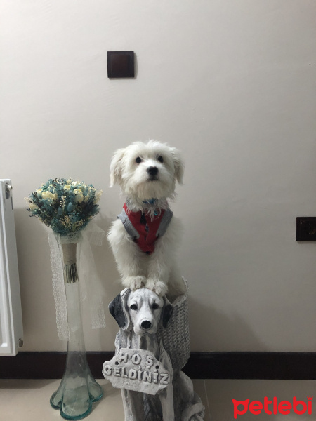 Maltese, Köpek  Chivas fotoğrafı