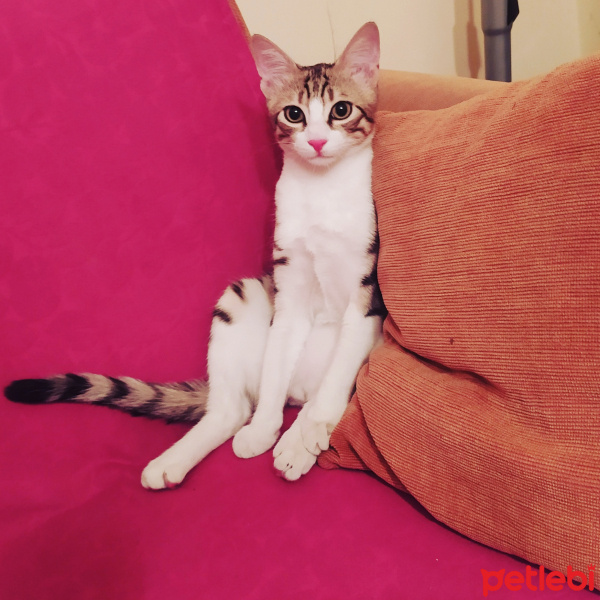Tekir Kedi, Kedi  Herkül fotoğrafı