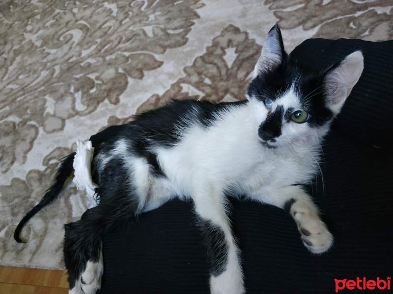 Tekir Kedi, Kedi  Miyaki fotoğrafı
