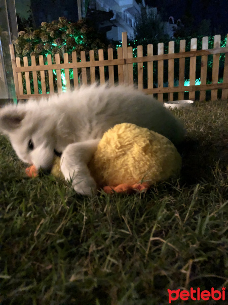 Samoyed, Köpek  Hero fotoğrafı