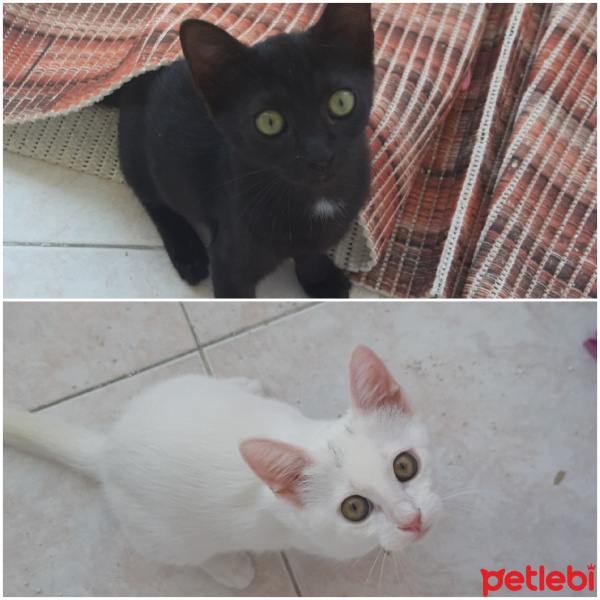 Tekir Kedi, Kedi  Zeytin ve pamuk fotoğrafı