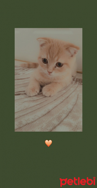 Scottish Fold, Kedi  Pars fotoğrafı