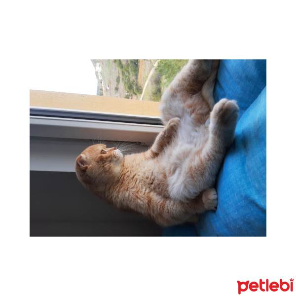 Scottish Fold, Kedi  Pars fotoğrafı