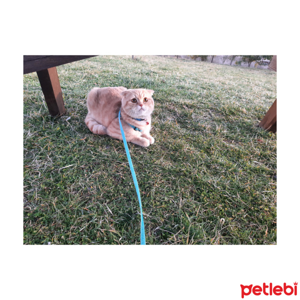 Scottish Fold, Kedi  Pars fotoğrafı