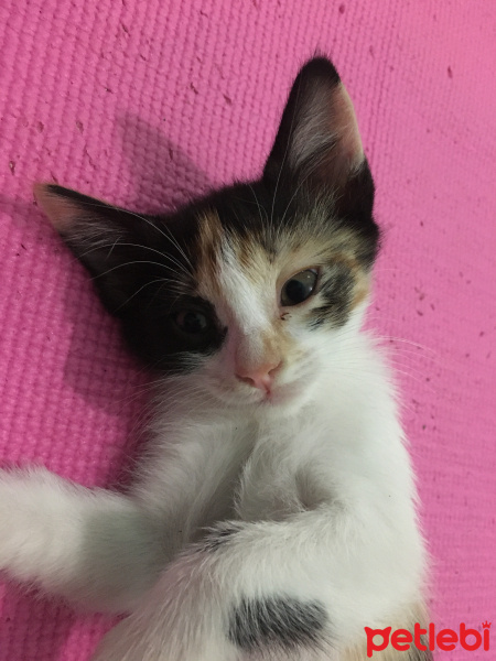 Siyam Kedisi, Kedi  benekli fotoğrafı