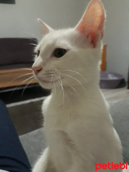 Ankara Kedisi, Kedi  Ceku fotoğrafı