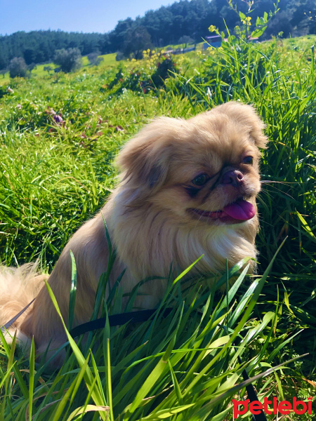 Pekingese, Köpek  Paşa fotoğrafı