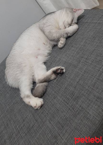 British Shorthair, Kedi  Merry fotoğrafı