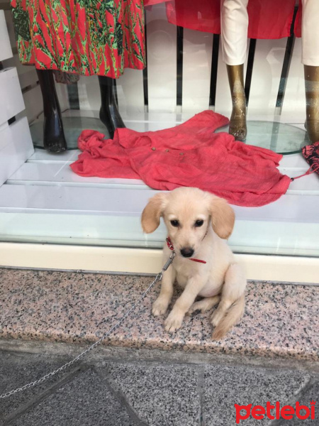 Golden Retriever, Köpek  Şanslı fotoğrafı