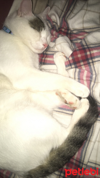 Tekir Kedi, Kedi  Rüzgar fotoğrafı