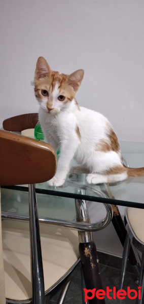 Sarman, Kedi  Fındık fotoğrafı