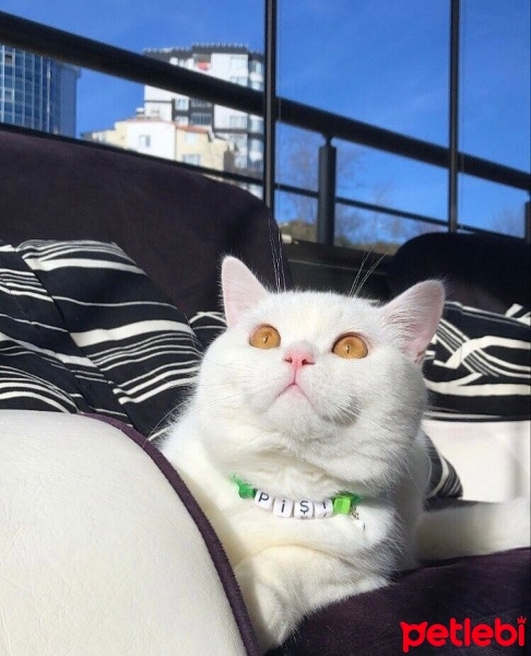 British Shorthair, Kedi  Pişi fotoğrafı