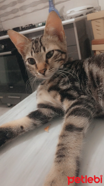 Tekir Kedi, Kedi  Eros ve zeus fotoğrafı
