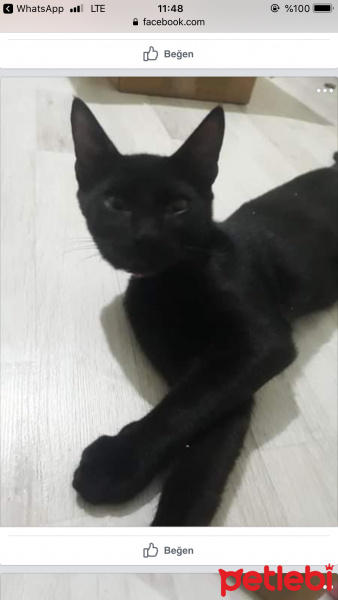 Tekir Kedi, Kedi  Eros ve zeus fotoğrafı