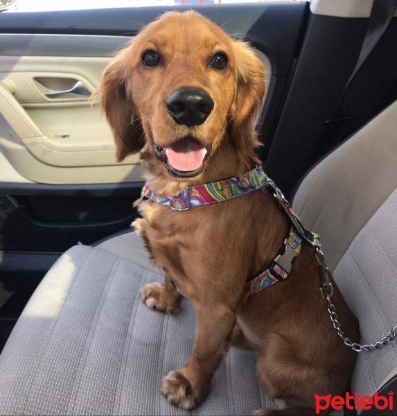 İngiliz Cocker Spaniel, Köpek  Asil fotoğrafı