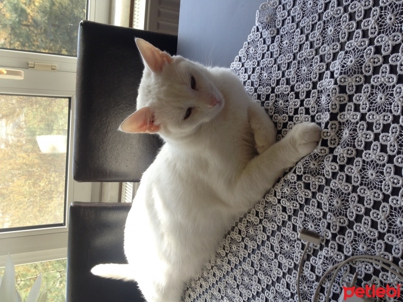 Ankara Kedisi, Kedi  Casper fotoğrafı