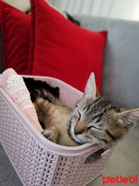 Tekir Kedi, Kedi  Hulusi fotoğrafı