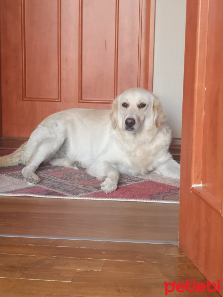 Golden Retriever, Köpek  Lena fotoğrafı