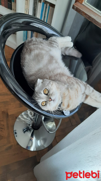 Scottish Fold, Kedi  Yumpak fotoğrafı