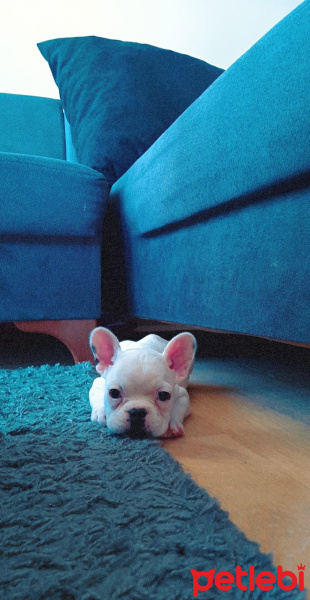 Fransız Bulldog, Köpek  Sky fotoğrafı
