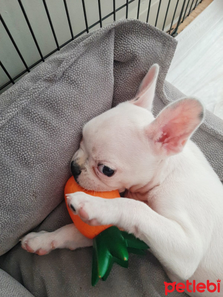 Fransız Bulldog, Köpek  Sky fotoğrafı