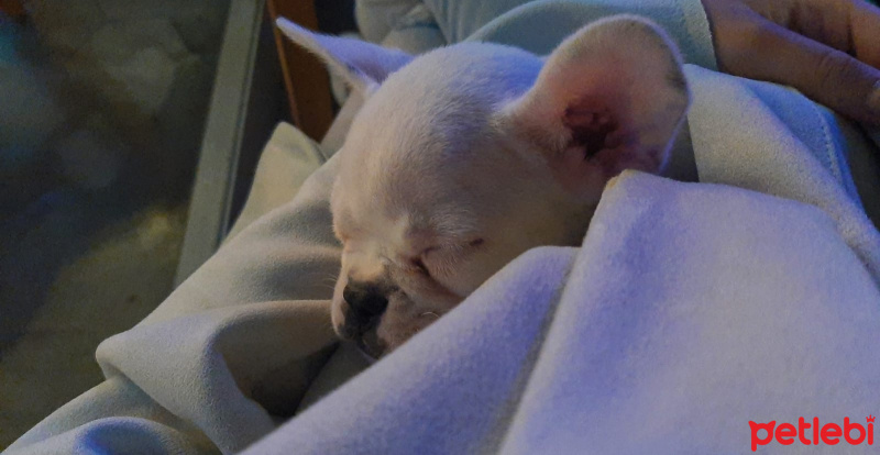 Fransız Bulldog, Köpek  Sky fotoğrafı
