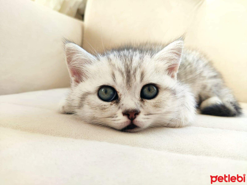 British Shorthair, Kedi  Lokum fotoğrafı