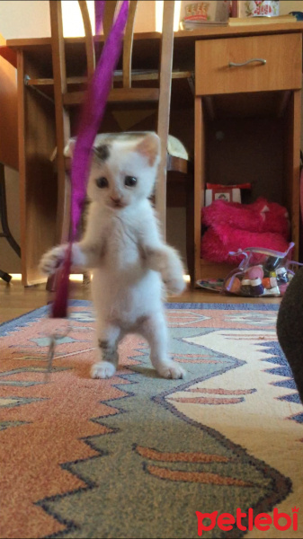 Tekir Kedi, Kedi  Mia fotoğrafı