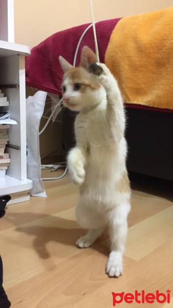 Tekir Kedi, Kedi  Mia fotoğrafı