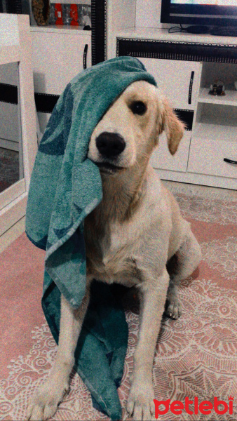 Golden Retriever, Köpek  Paşa fotoğrafı