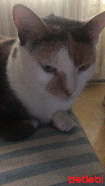 Tekir Kedi, Kedi  Şati fotoğrafı