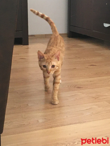 Sarman, Kedi  Mia fotoğrafı