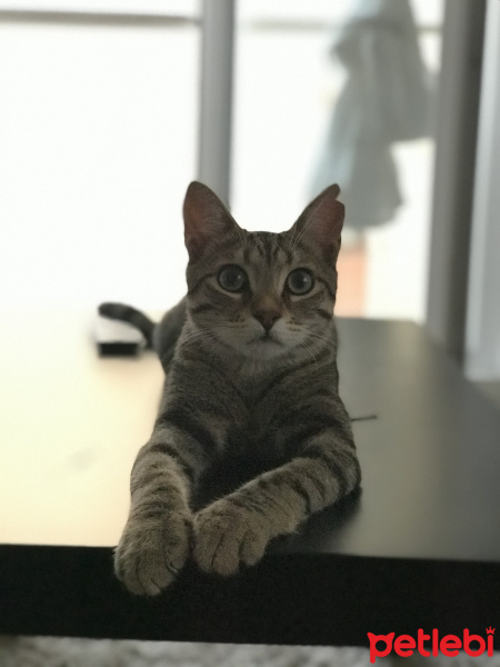 Tekir Kedi, Kedi  Fındık fotoğrafı