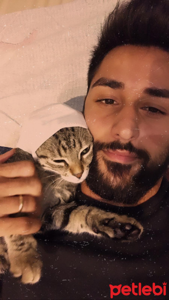 Tekir Kedi, Kedi  Fındık fotoğrafı