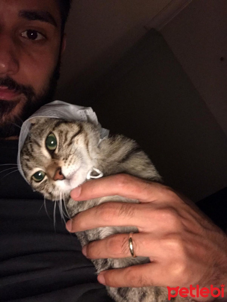 Tekir Kedi, Kedi  Fındık fotoğrafı