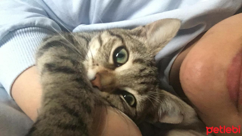 Tekir Kedi, Kedi  Fındık fotoğrafı