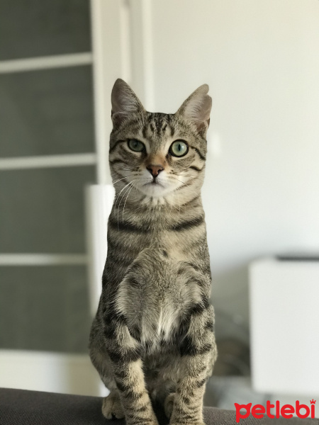 Tekir Kedi, Kedi  Fındık fotoğrafı