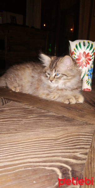 Tekir Kedi, Kedi  Elizabeth fotoğrafı